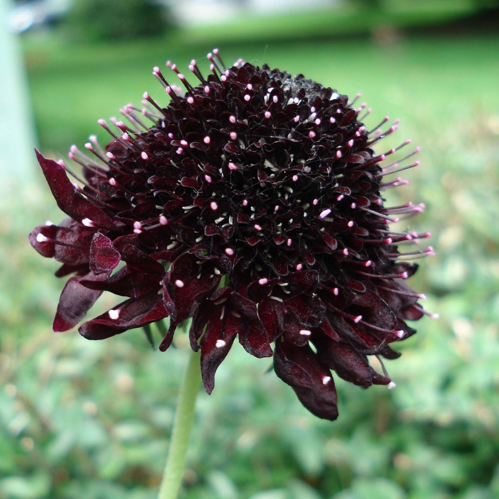 Scabiosa atropurpurea Chile Black