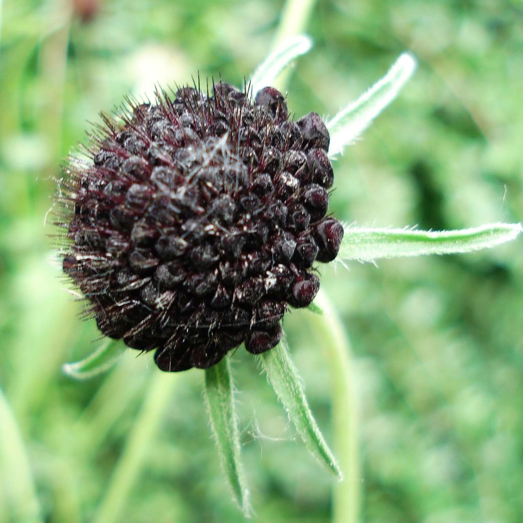 Scabiosa atropurpurea Chile Black