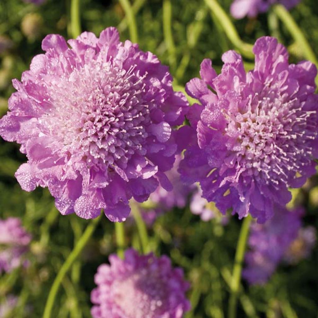 Scabiosa columbaria Pink Mist - Vedovina selvatica