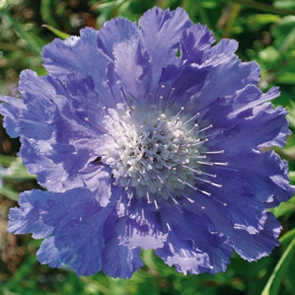 Scabiosa caucasica Perfecta