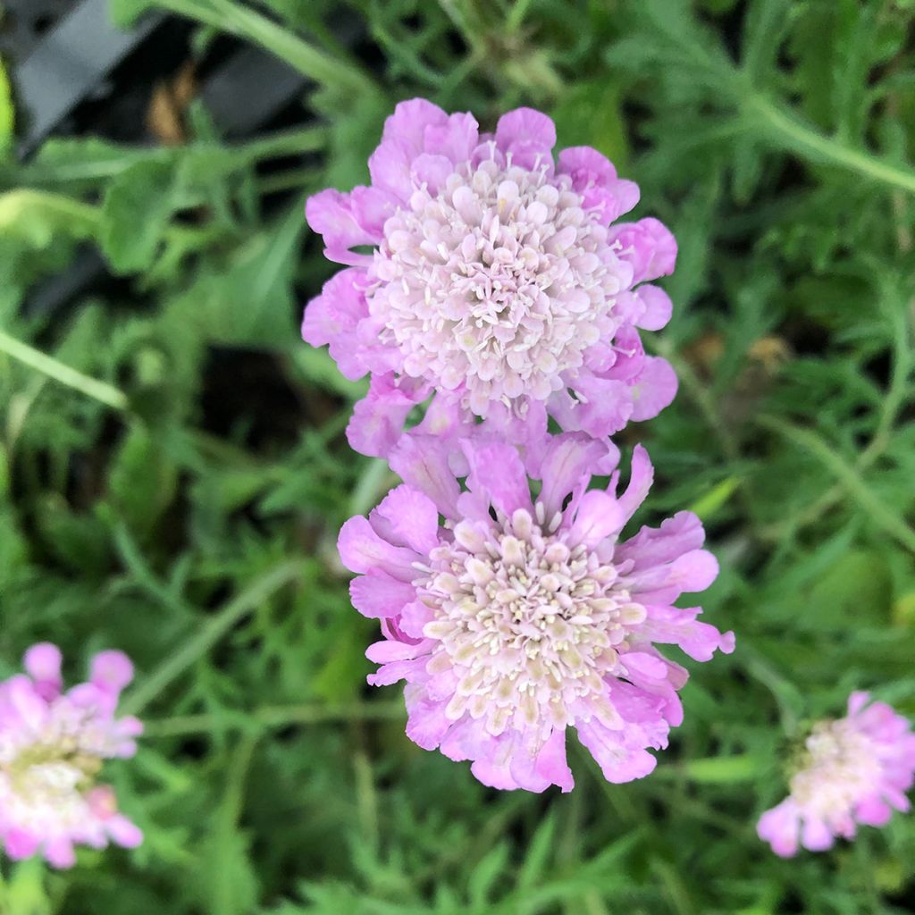 Scabiosa columbaria Pink Mist - Vedovina selvatica