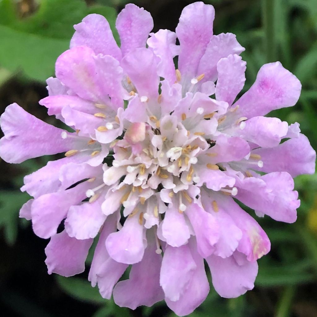 Scabiosa columbaria Pink Mist - Vedovina selvatica