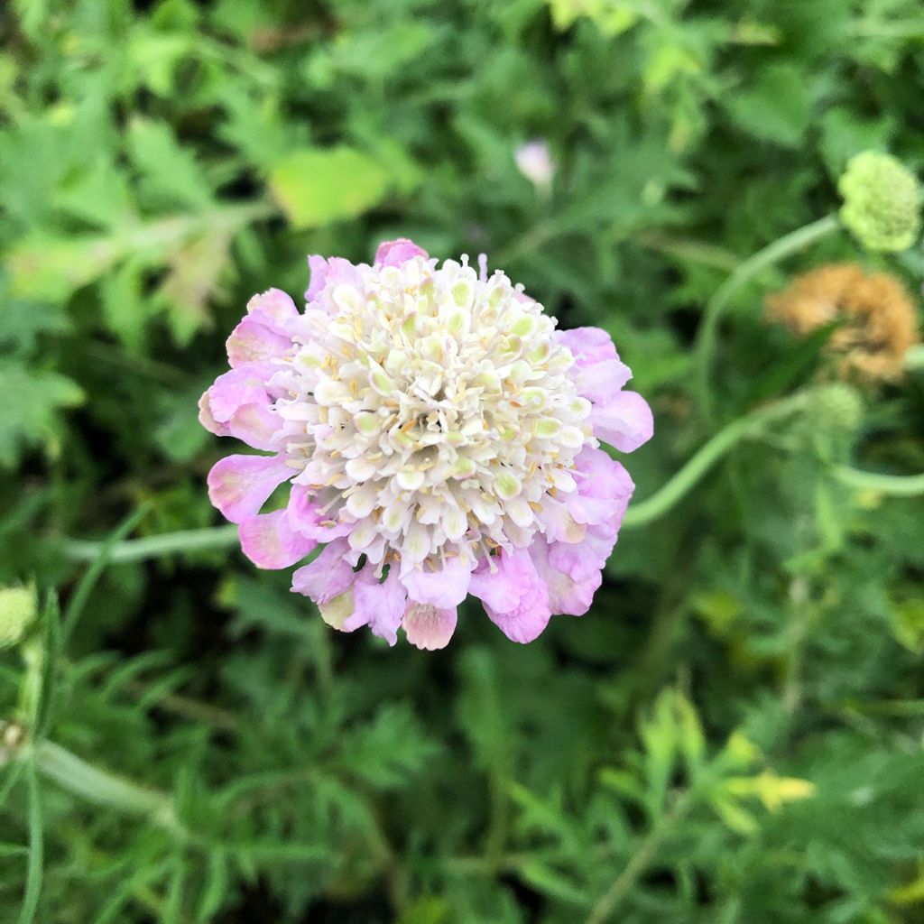 Scabiosa columbaria Pink Mist - Vedovina selvatica