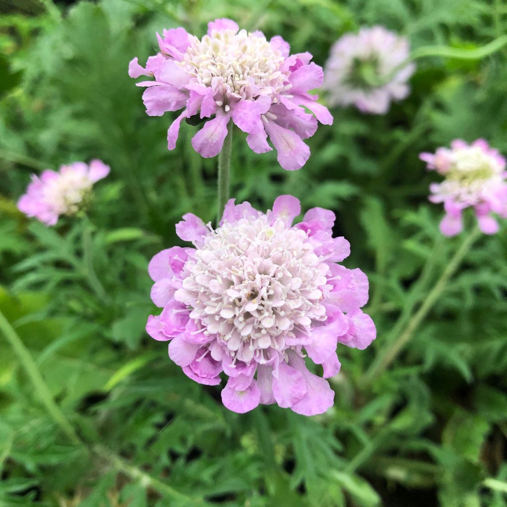 Scabiosa columbaria Pink Mist - Vedovina selvatica