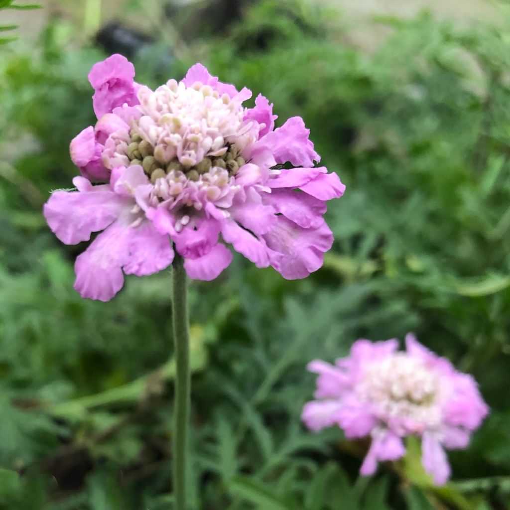 Scabiosa columbaria Pink Mist - Vedovina selvatica