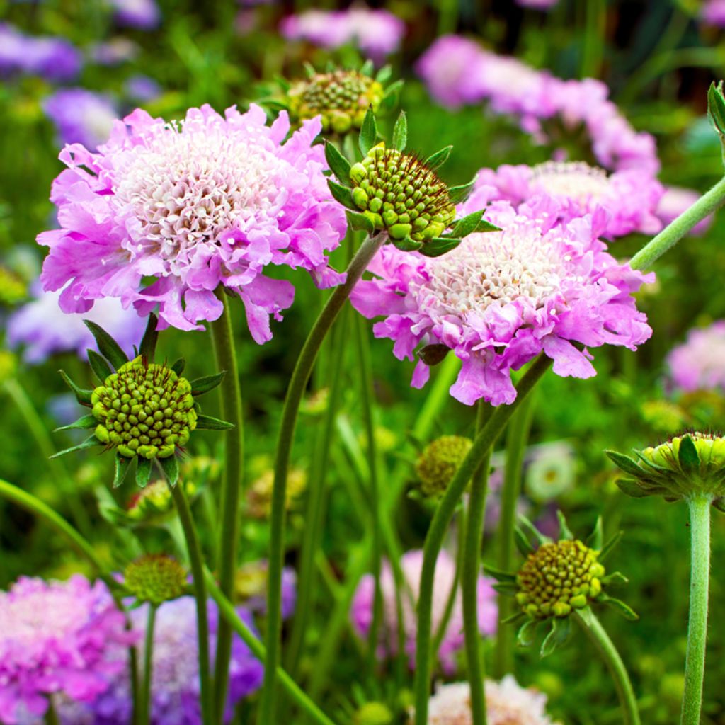 Scabiosa columbaria Pink Mist - Vedovina selvatica