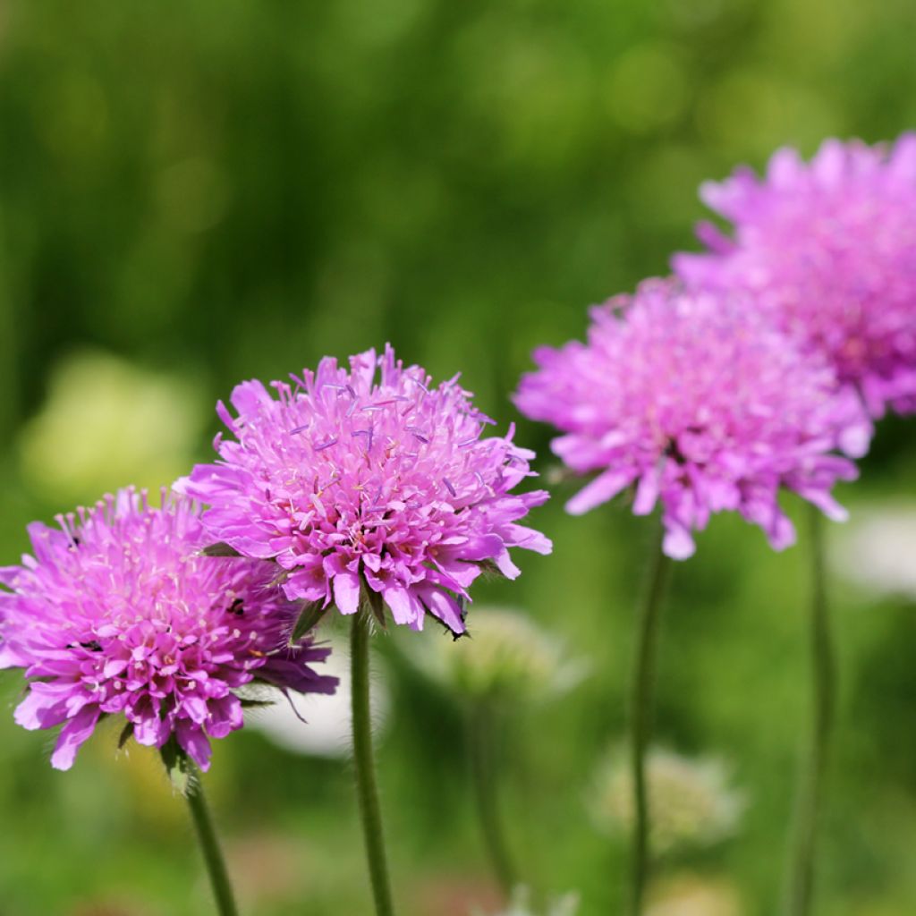 Scabiosa columbaria Pink Mist - Vedovina selvatica