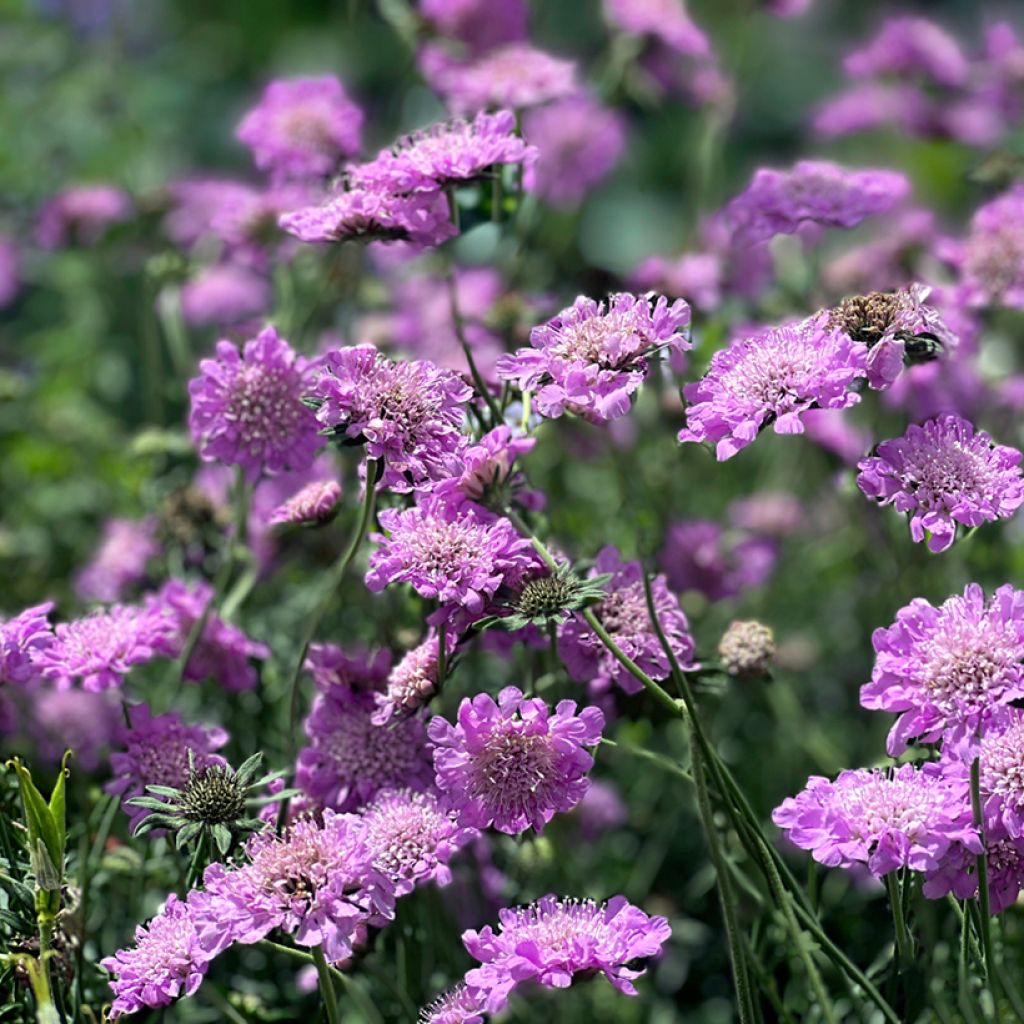 Scabiosa columbaria Pink Mist - Vedovina selvatica