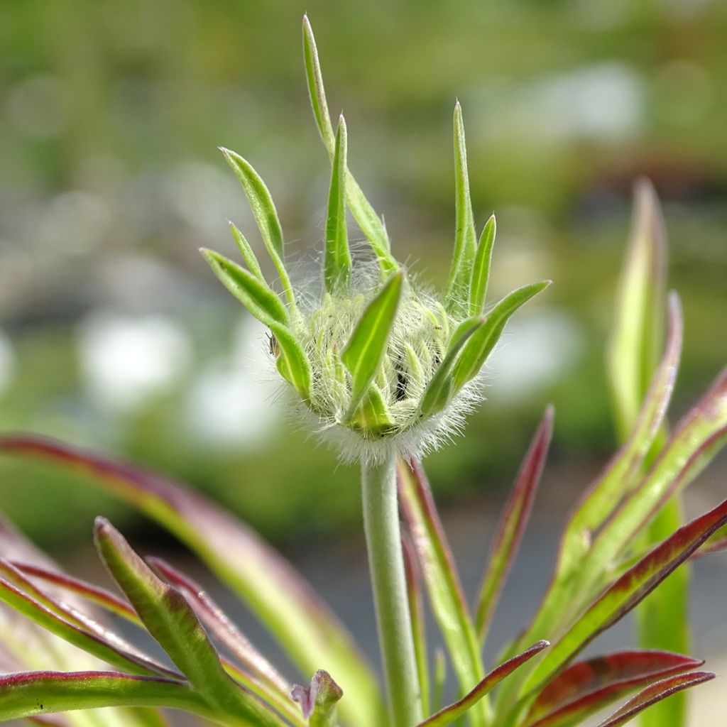 Scabiosa caucasica Perfecta