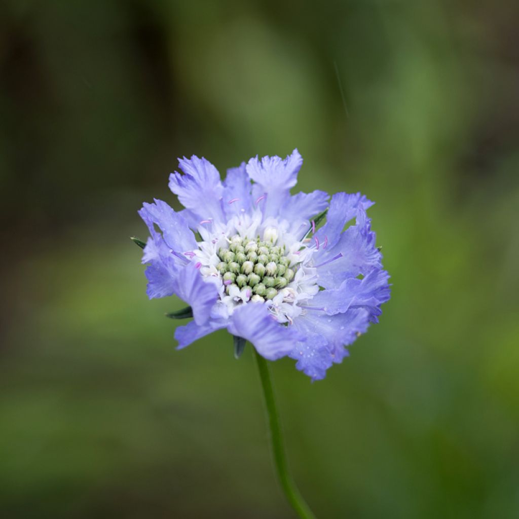 Scabiosa caucasica Perfecta