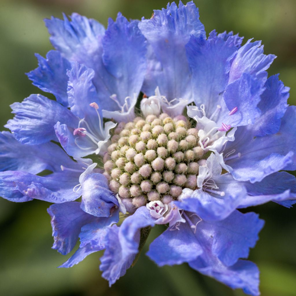 Scabiosa caucasica Perfecta