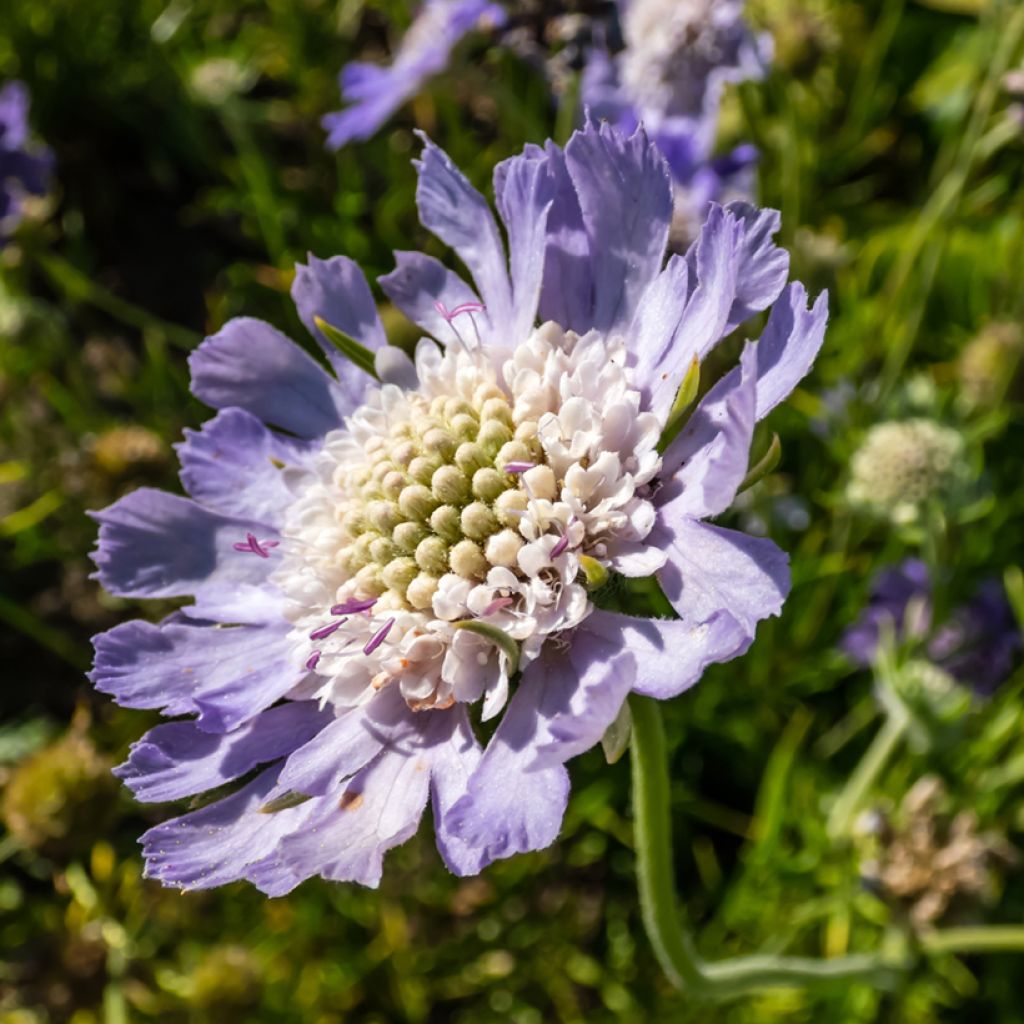 Scabiosa caucasica Perfecta