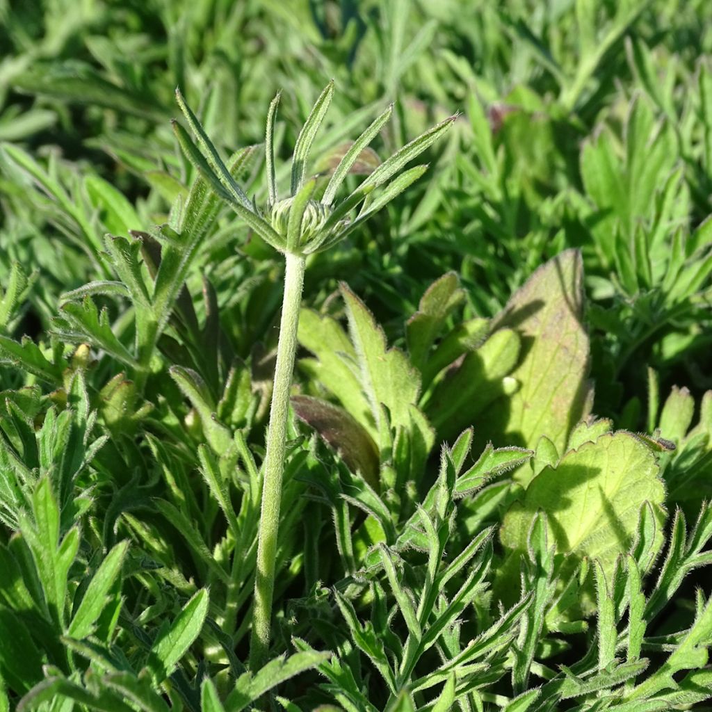 Scabieuse jaune - Scabiosa ochroleuca