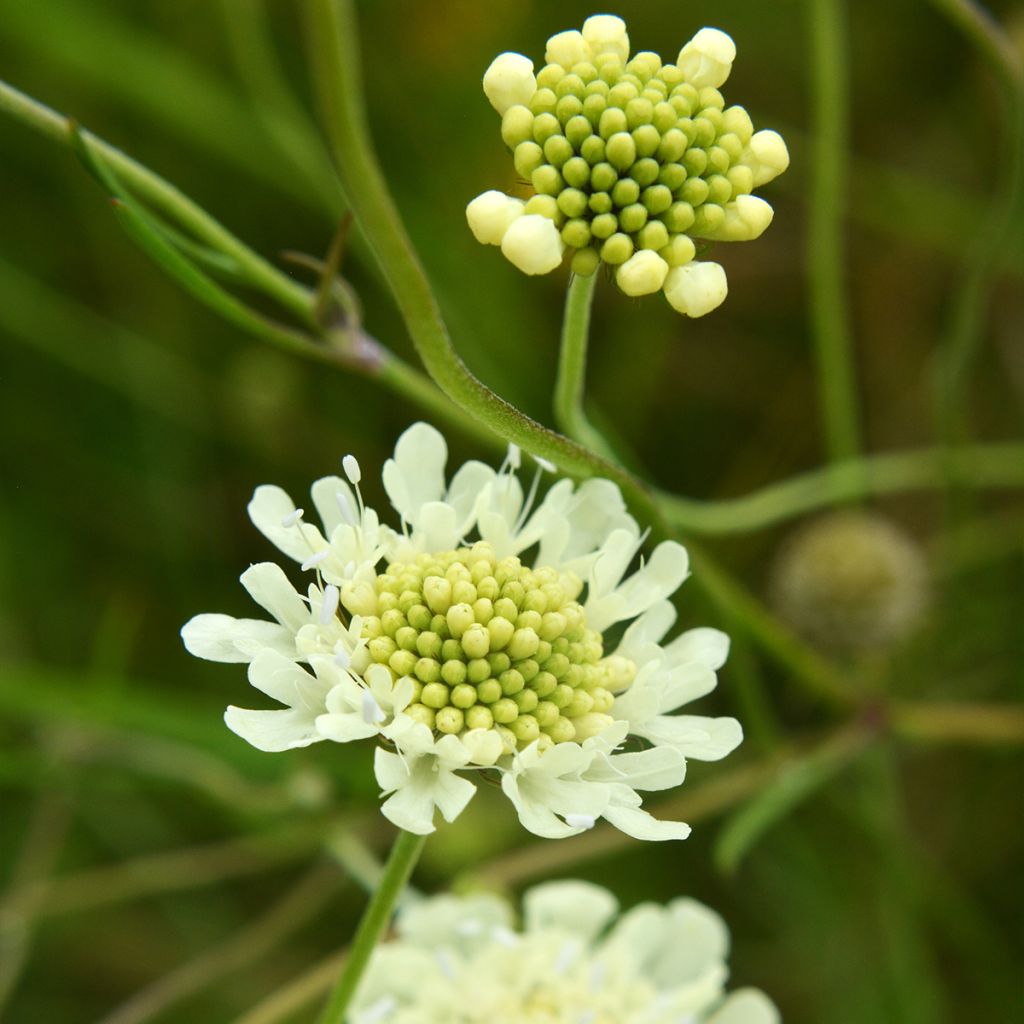 Scabieuse jaune - Scabiosa ochroleuca