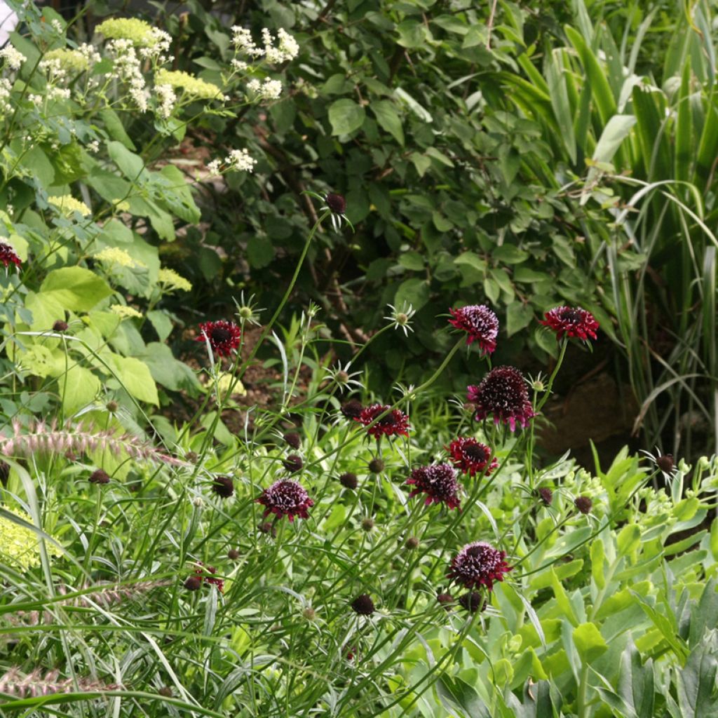 Scabiosa atropurpurea Chile Black