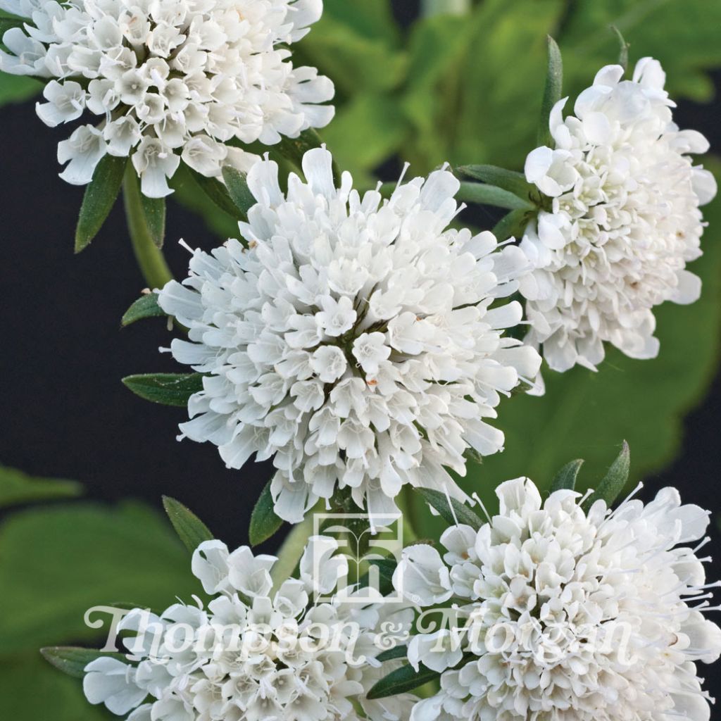 Scabiosa Drakensbergensis 