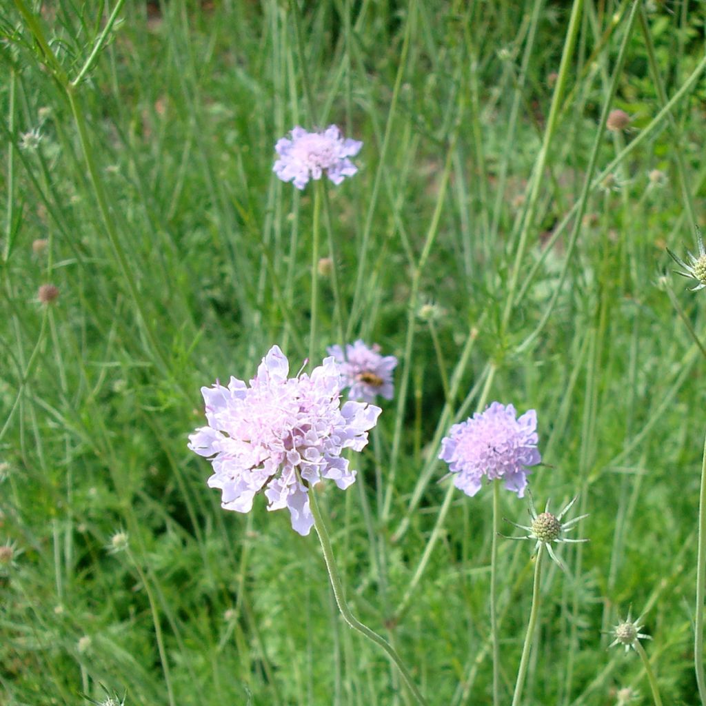 Scabiosa canescens - Vedovina canescente