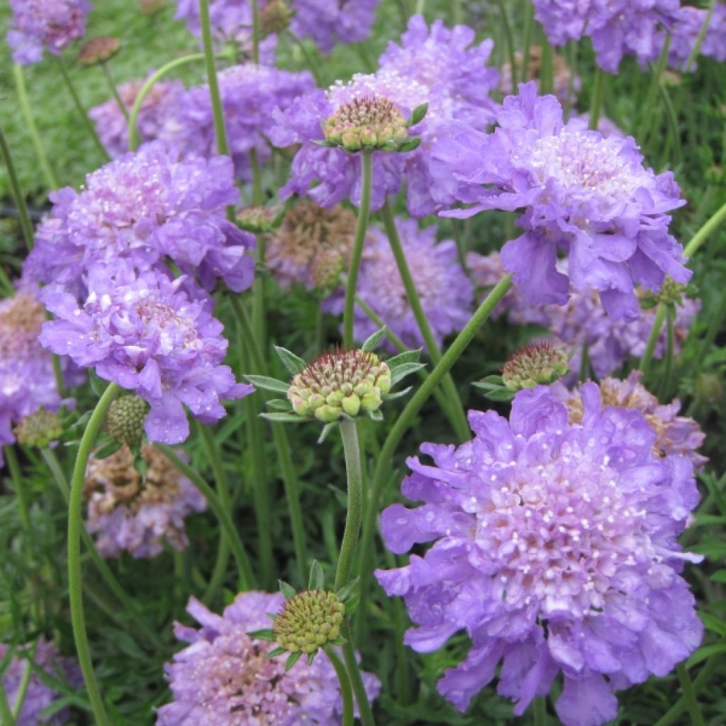 Scabiosa columbaria Butterfly Blue - Vedovina selvatica