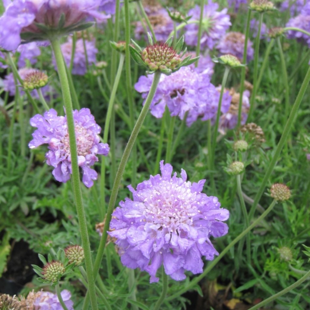 Scabiosa columbaria Butterfly Blue - Vedovina selvatica