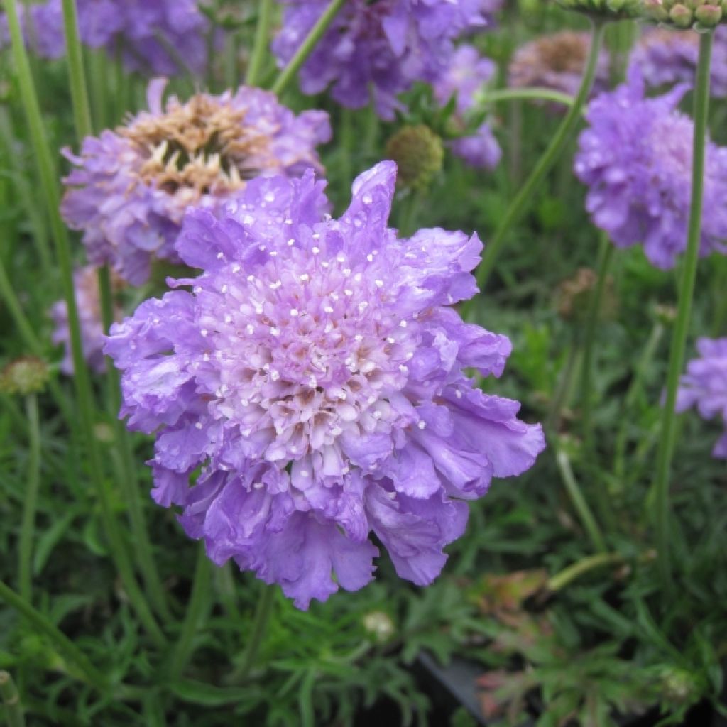 Scabiosa columbaria Butterfly Blue - Vedovina selvatica