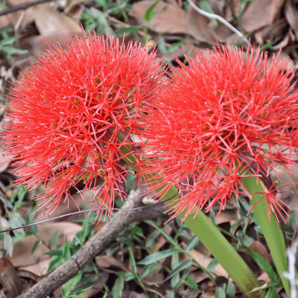 Scadoxus multiflorus subsp multiflorus