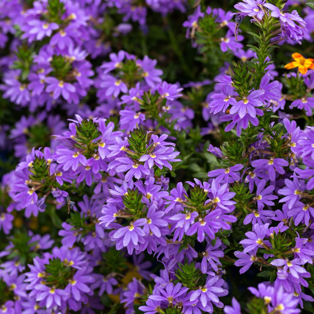 Scaevola aemula Blue Touch