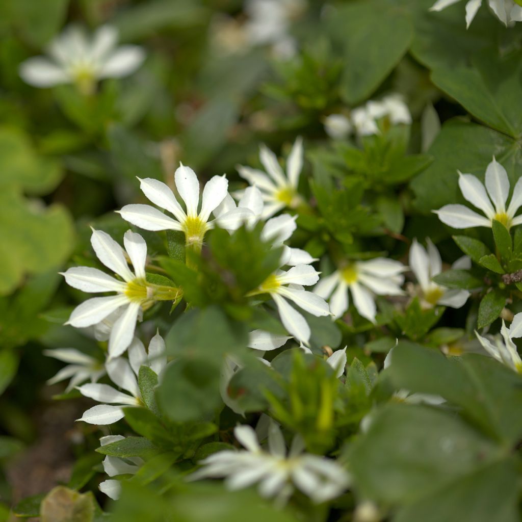 Scaevola aemula Surdiva Blanc