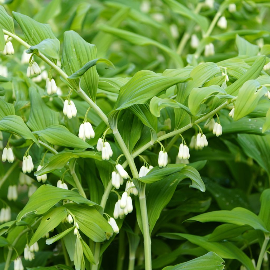 Polygonatum commutatum - Sigillo di Salomone