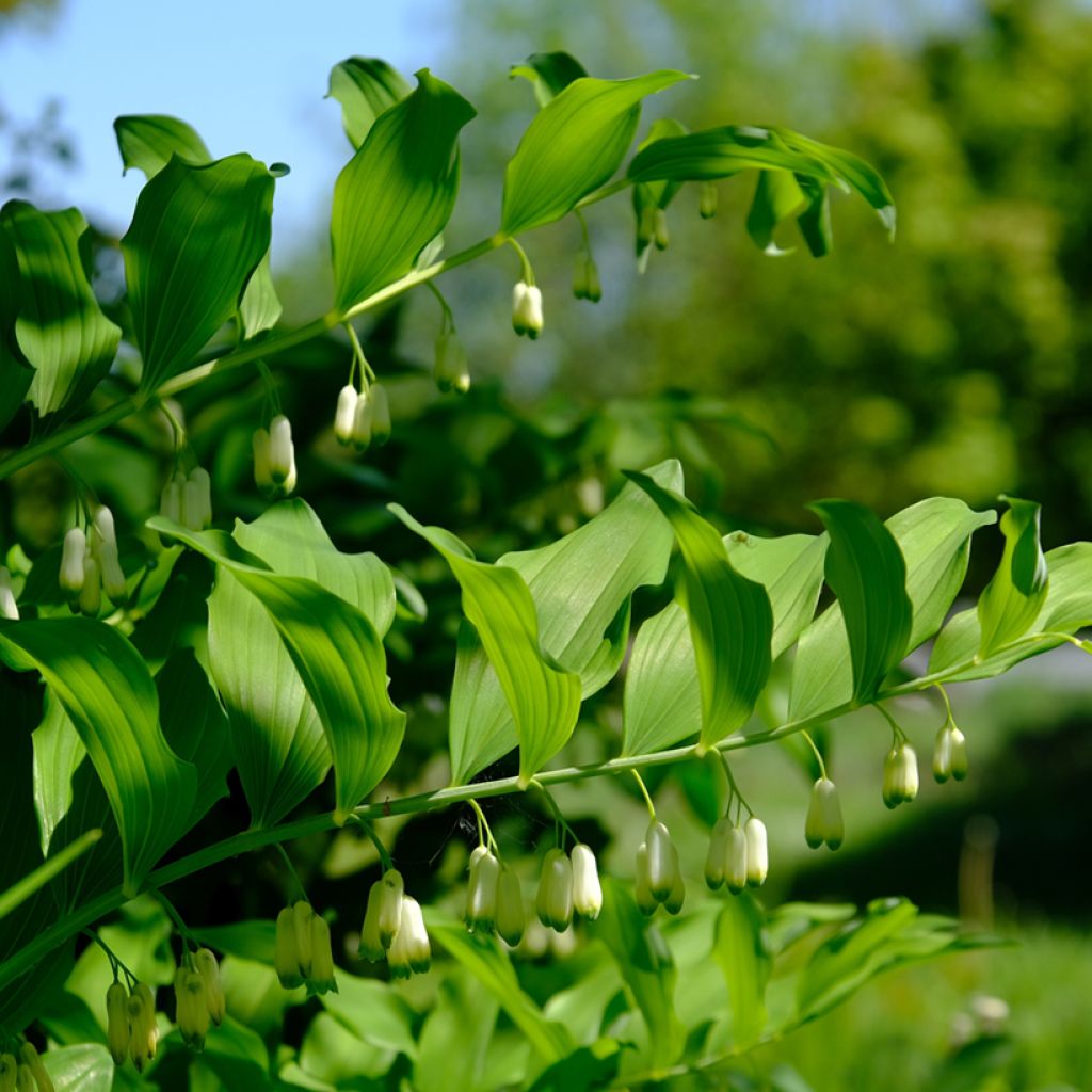 Polygonatum odoratum - Sigillo di Salomone comune