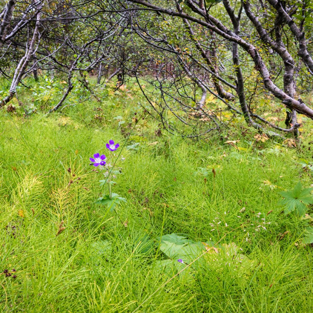 Prêle des rivières - Equisetum fluviatile