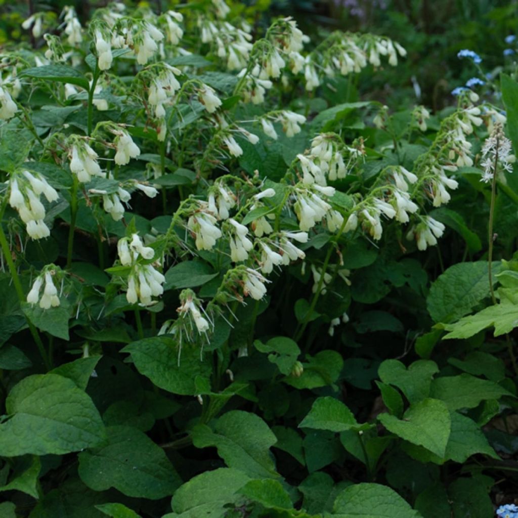 Symphytum grandiflorum - Consolida a grandi fiori