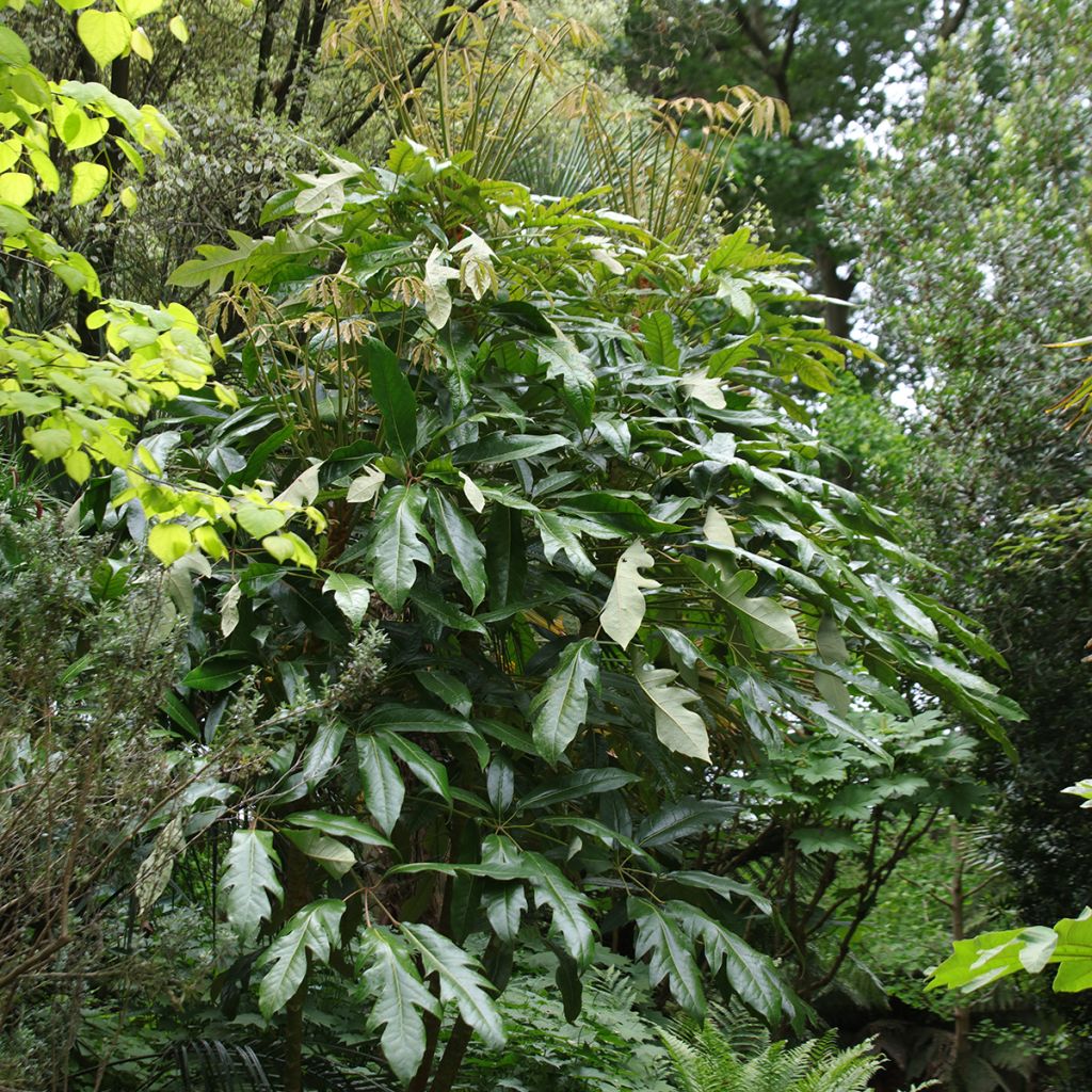 Schefflera delavayi