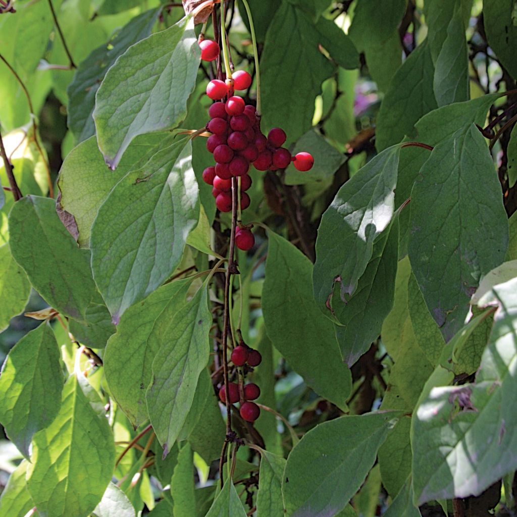 Schisandra chinensis - Baie aux 5 saveurs