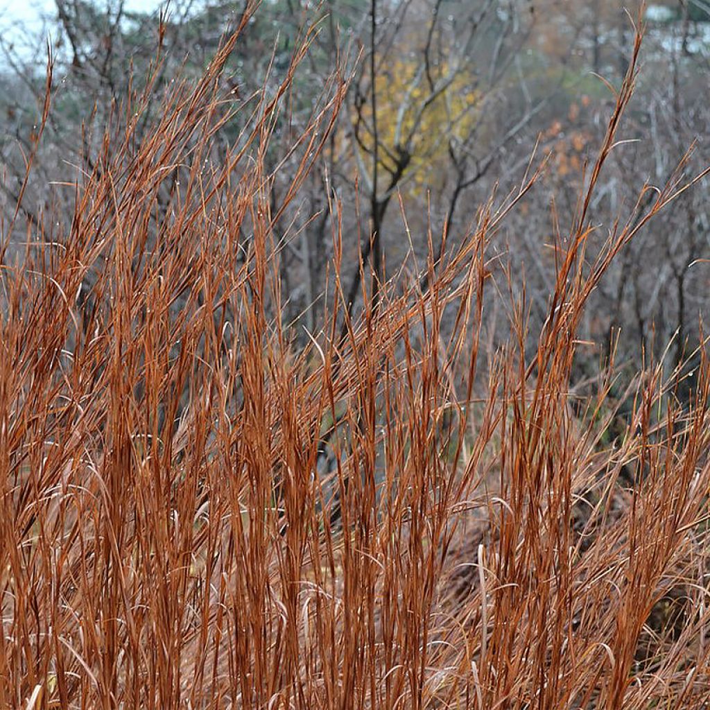 Schizachyrium scoparium Blaze