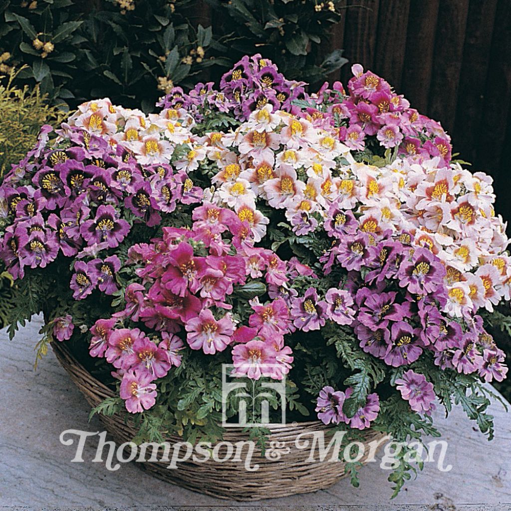 Schizanthus Dwarf Bouquet Mixed 