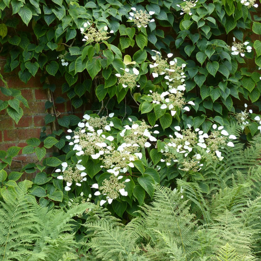 Schizophragma hydrangeoides