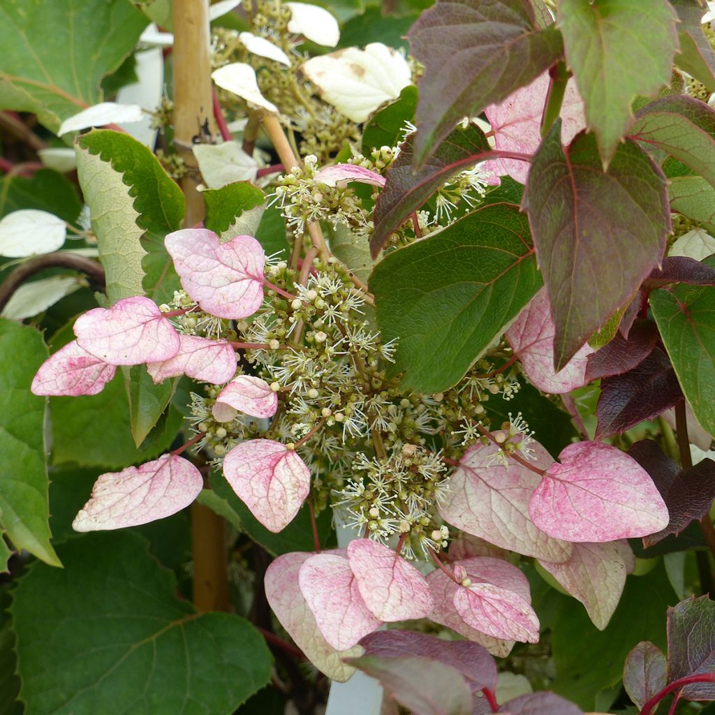 Schizophragma hydrangeoides Rose Sensation