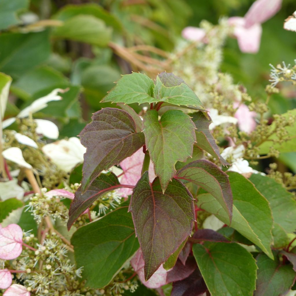 Schizophragma hydrangeoides Rose Sensation