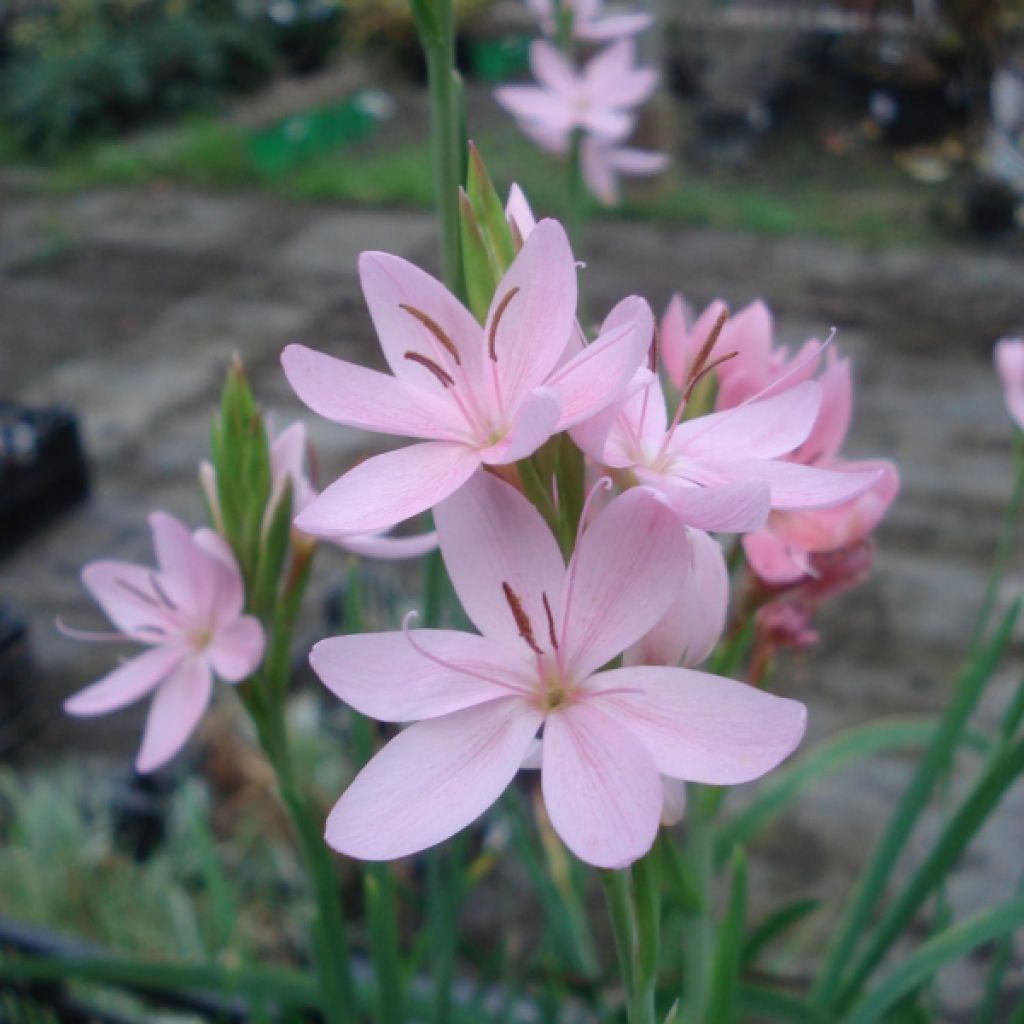 Schizostylis coccinea Mrs Hegarty