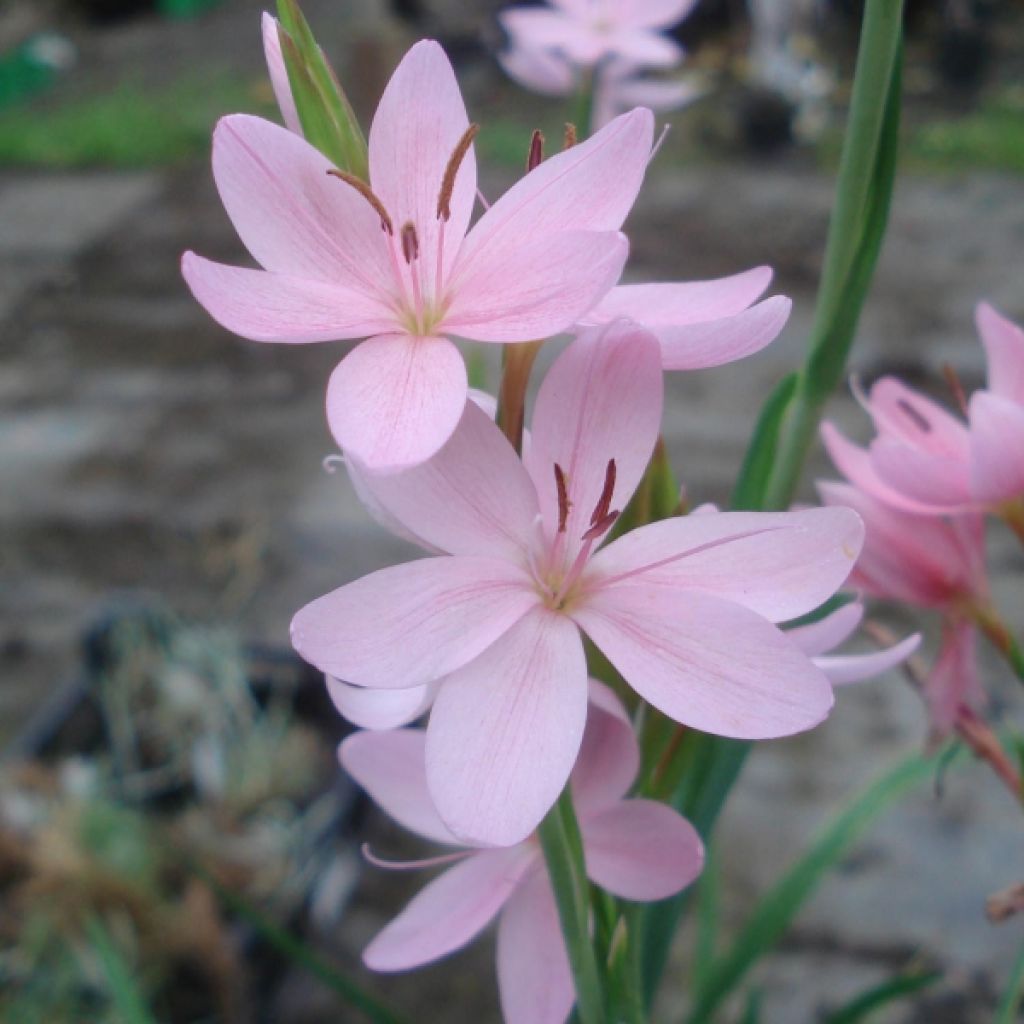 Schizostylis coccinea Mrs Hegarty