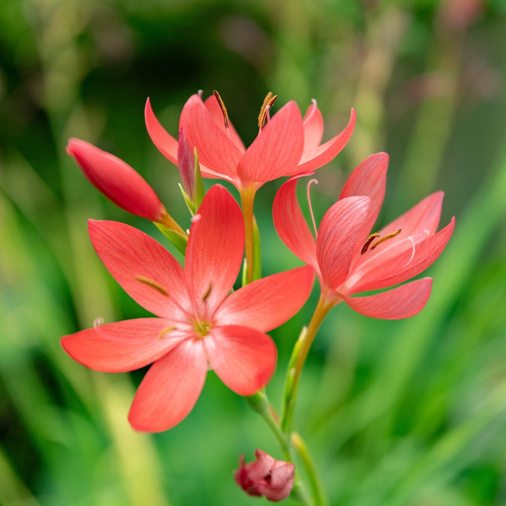 Schizostylis coccinea