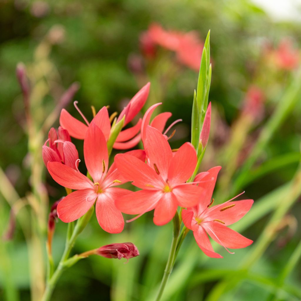 Schizostylis coccinea