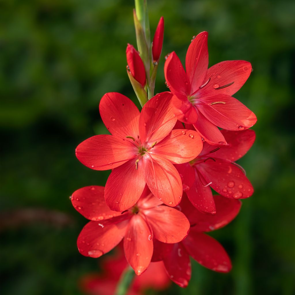 Schizostylis coccinea Major