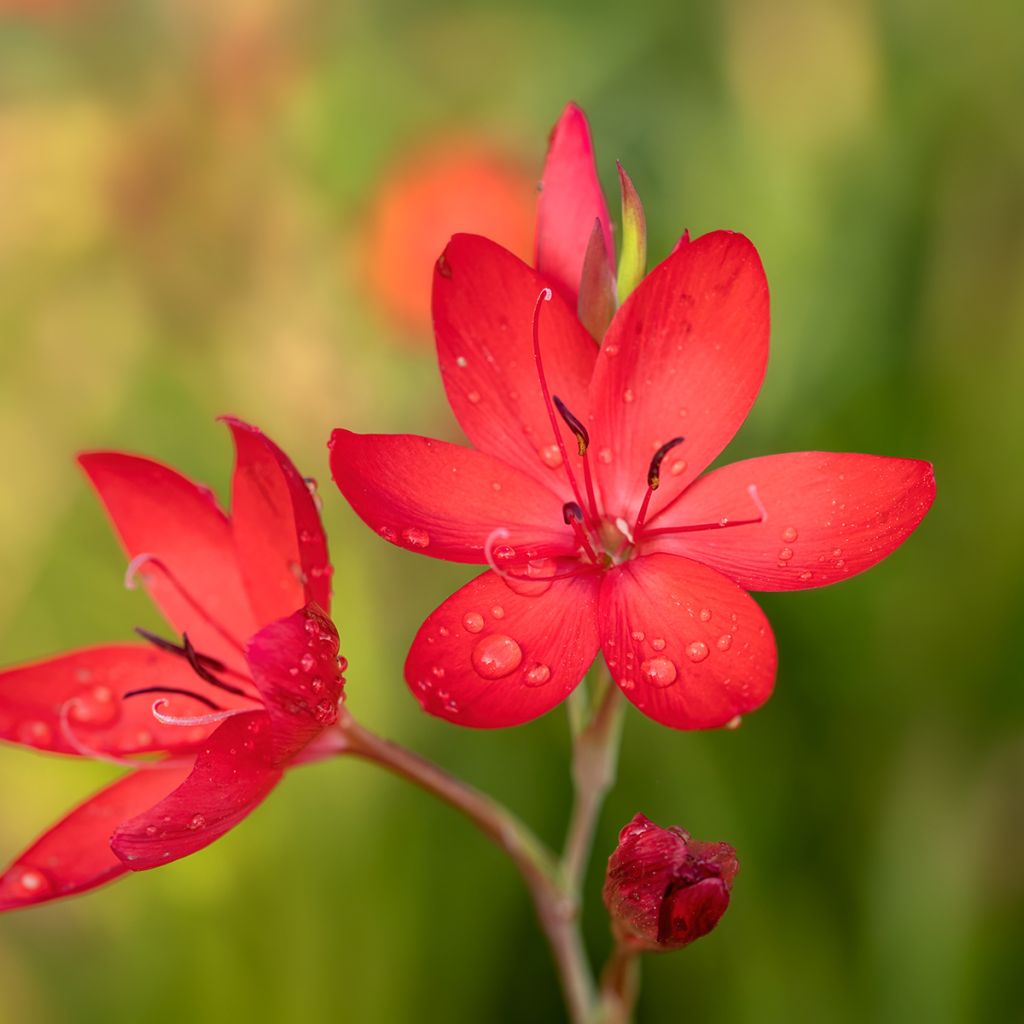 Schizostylis coccinea Major