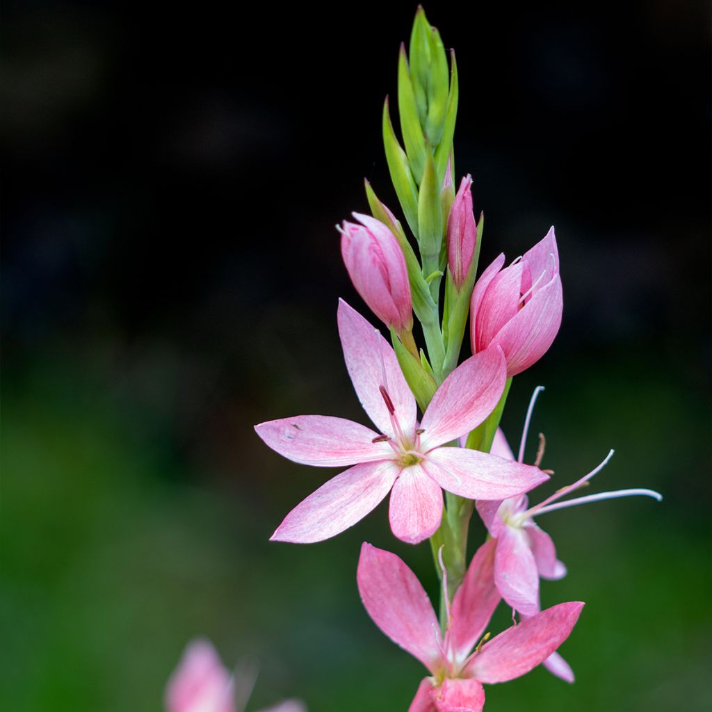 Schizostylis coccinea Rosea