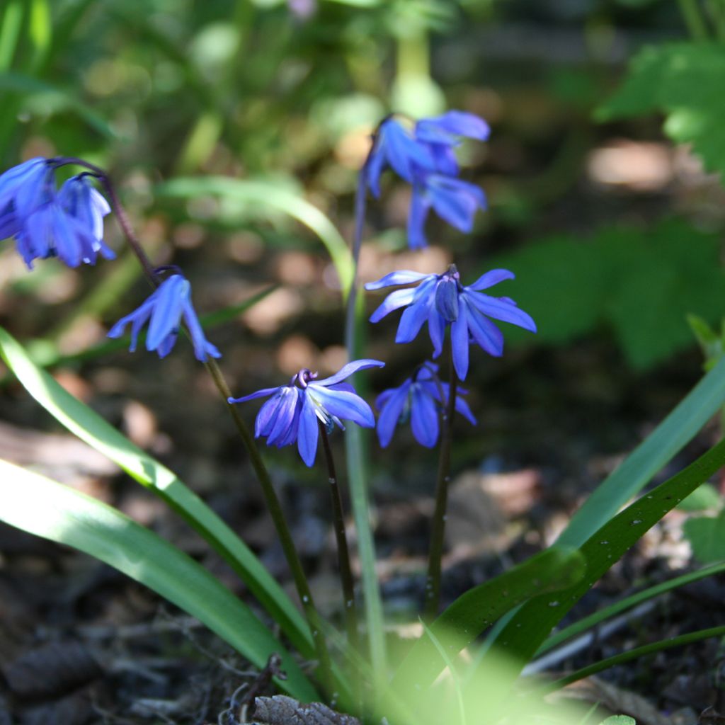 Scilla siberica - Falso giacinto