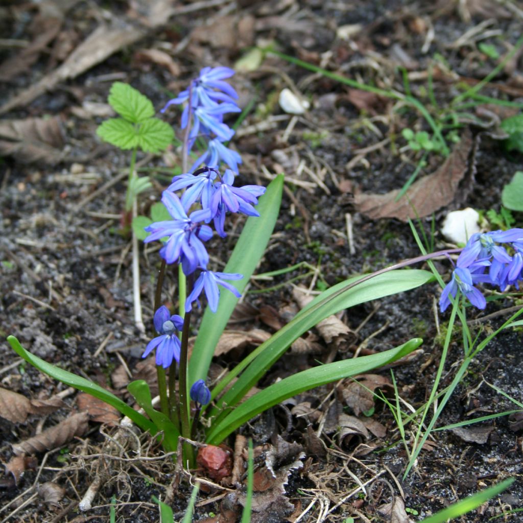 Scilla siberica - Falso giacinto