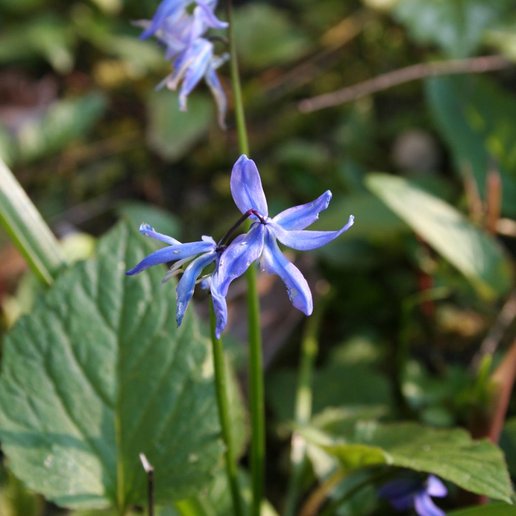 Scilla siberica - Falso giacinto