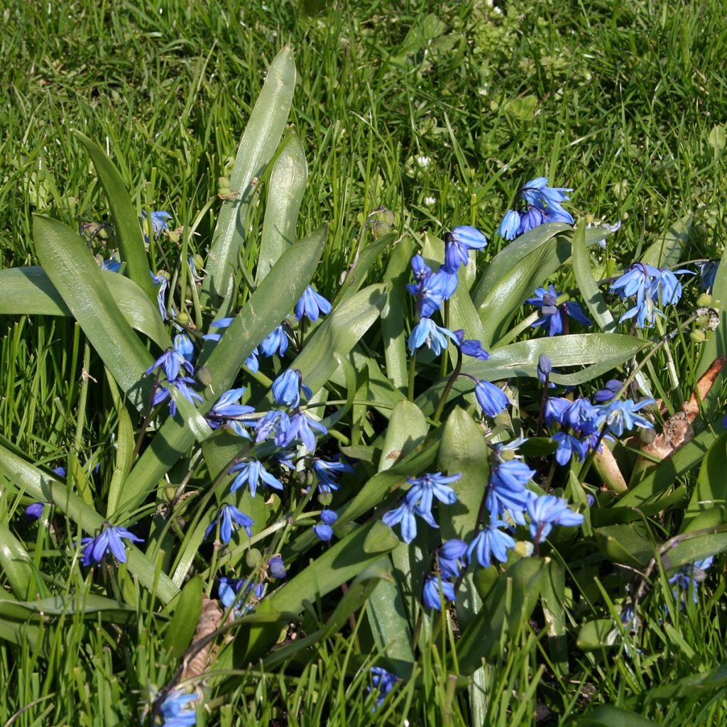 Scilla siberica - Falso giacinto