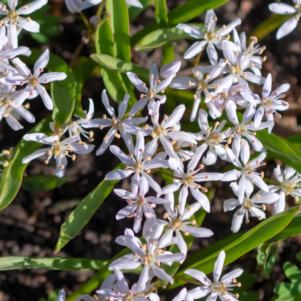 Scilla bifolia Rosea - Scilla silvestre